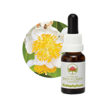 Australian Bush Flower Essences Calophyllum 15ml